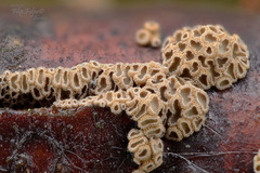 Merismodes anomala