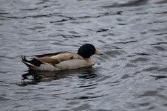 Anas platyrhynchos domesticus