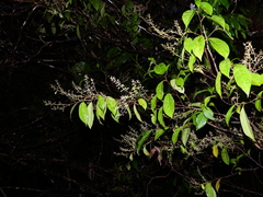 Rinorea paniculata