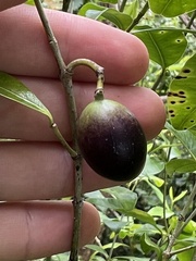 Alyxia stellata