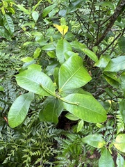 Alyxia stellata