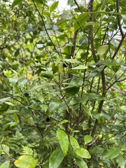 Alyxia stellata