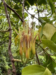 Decaisnina forsteriana