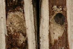 Chamaesphecia hungarica