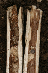 Chamaesphecia hungarica