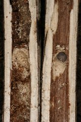 Chamaesphecia hungarica