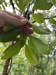 Decaisnina forsteriana