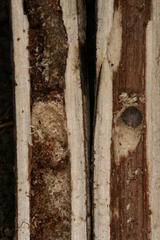 Chamaesphecia hungarica