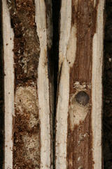 Chamaesphecia hungarica