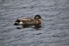 Anas platyrhynchos domesticus