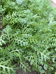 Sisymbrium irio