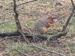 Sciurus niger