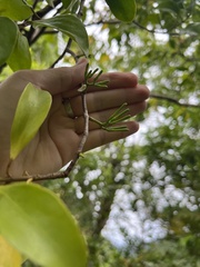 Decaisnina forsteriana