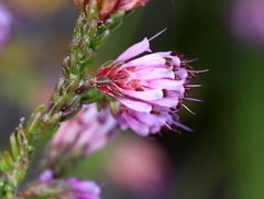 Erica labialis