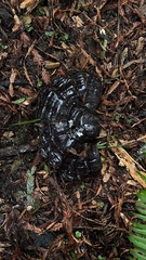 Ganoderma oregonense