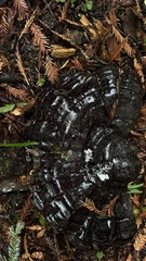 Ganoderma oregonense