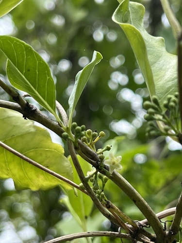 Geniostoma rarotongense observed 2022-12-30