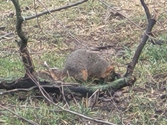 Sciurus niger