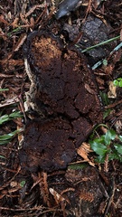 Ganoderma oregonense