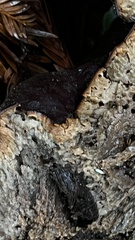 Ganoderma oregonense
