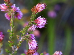 Erica labialis