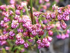 Erica labialis