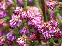 Erica labialis