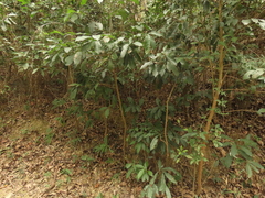 Ardisia cornudentata morrisonensis