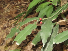 Ardisia cornudentata morrisonensis