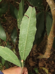 Ardisia cornudentata morrisonensis