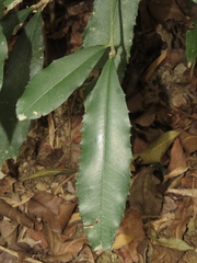 Ardisia cornudentata morrisonensis