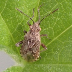 Stictopleurus punctatonervosus