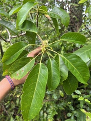 Elaeocarpus floridanus