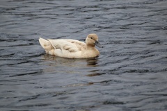 Anas platyrhynchos domesticus