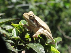 Boana pulchella