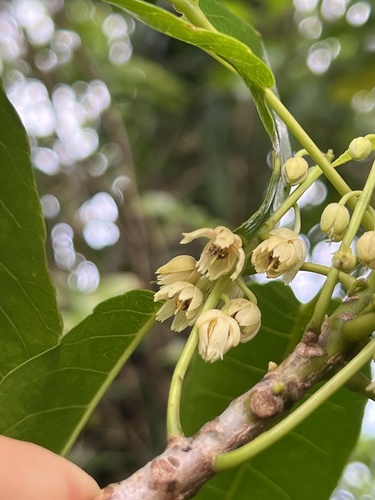 Elaeocarpus floridanus observed 2022-12-30