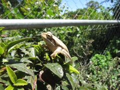 Boana pulchella