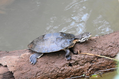 Phrynops williamsi