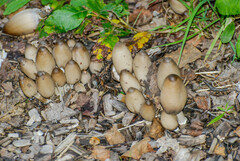 Coprinopsis acuminata