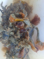 Jellyella tuberculata