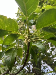 Elaeocarpus floridanus