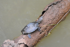 Phrynops williamsi