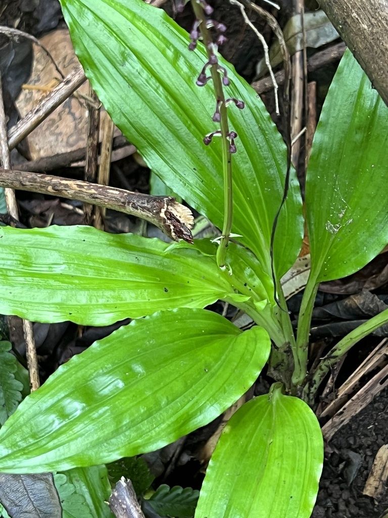 Crepidium resupinatum