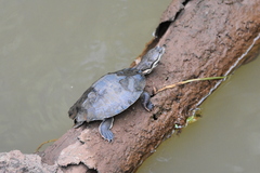 Phrynops williamsi