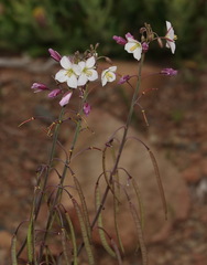 Heliophila carnosa