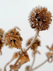 Tephroseris palustris