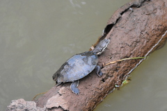 Phrynops williamsi