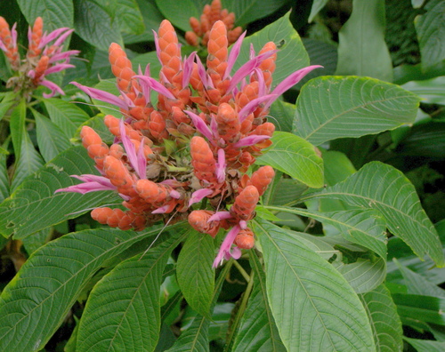 Aphelandra sinclairiana, 2007-01-31