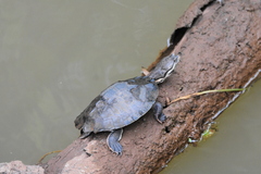 Phrynops williamsi