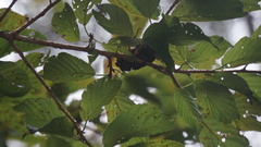 Cheirotonus formosanus